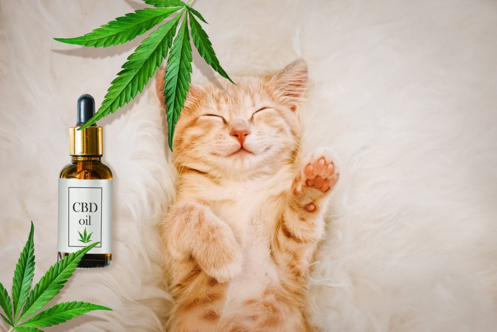 A detailed review about using the CBD oil for pets