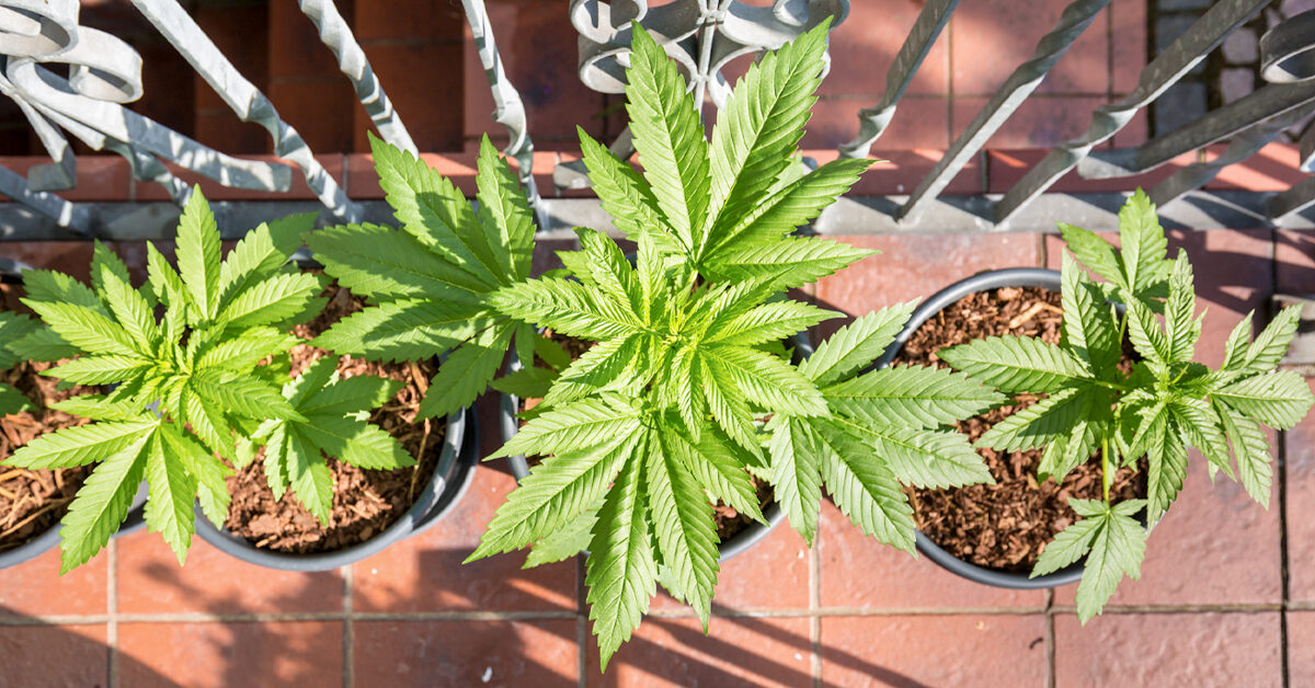 Hemp Growing